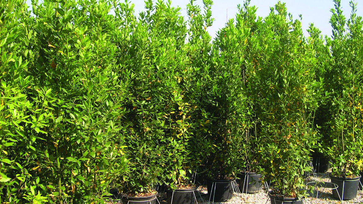Laurus Nobilis (Alloro)